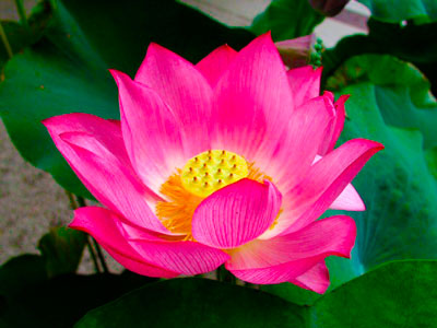an image